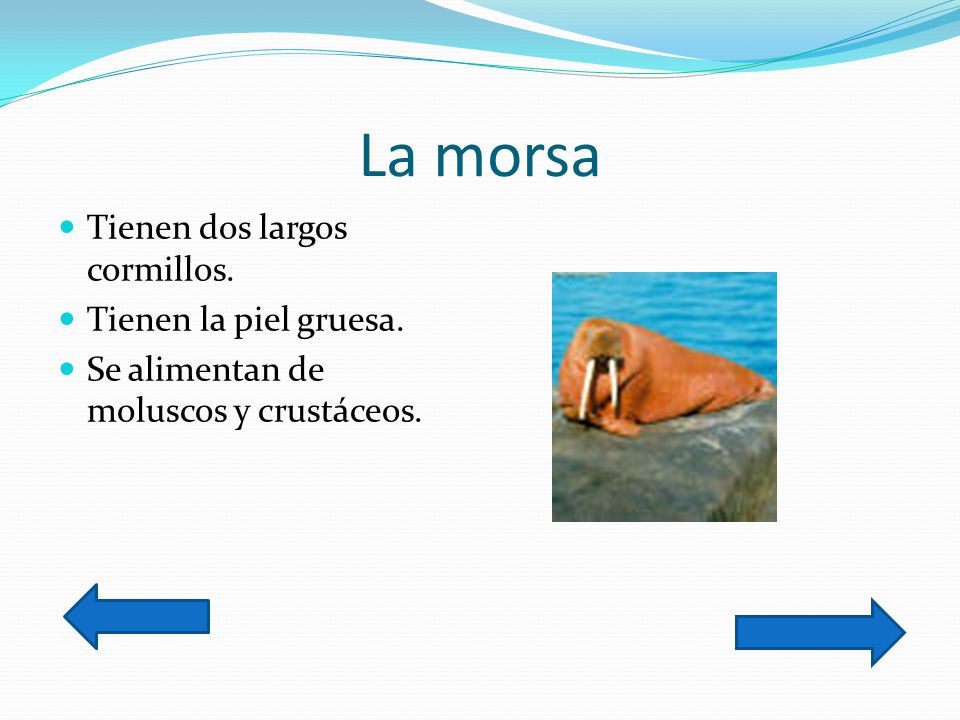 La morsa Tienen dos largos cormillos. Tienen la piel gruesa.