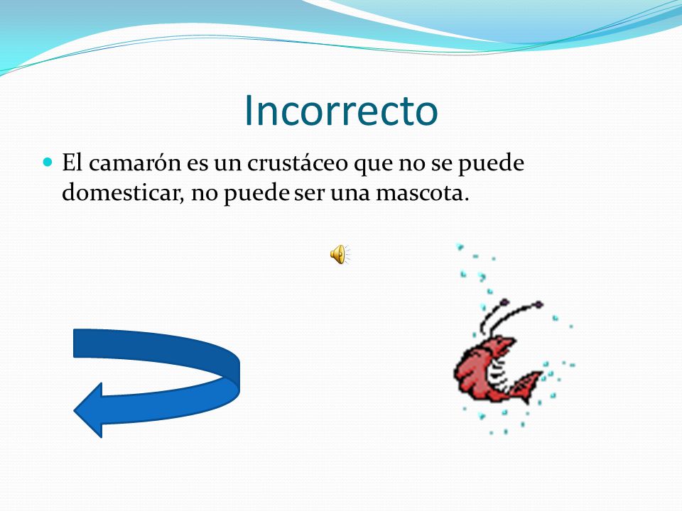 Incorrecto El camarón es un crustáceo que no se puede domesticar, no puede ser una mascota.