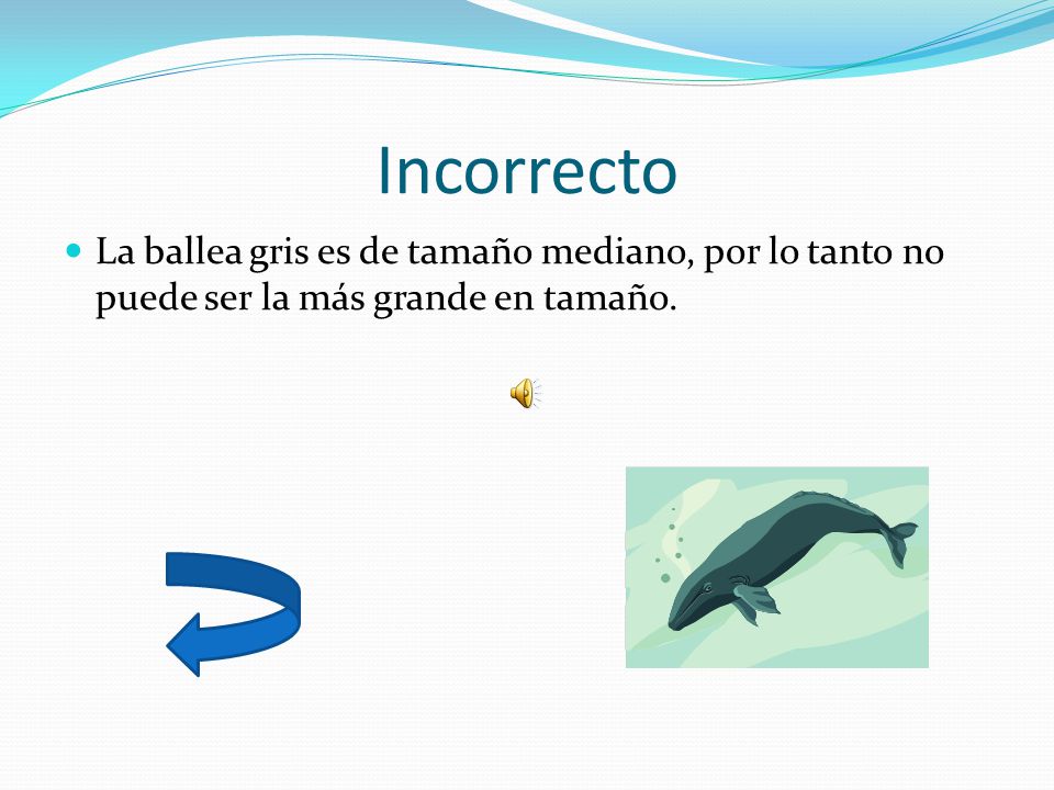 Incorrecto La ballea gris es de tamaño mediano, por lo tanto no puede ser la más grande en tamaño.