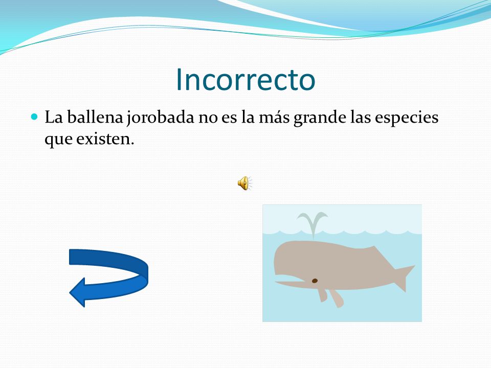 Incorrecto La ballena jorobada no es la más grande las especies que existen.
