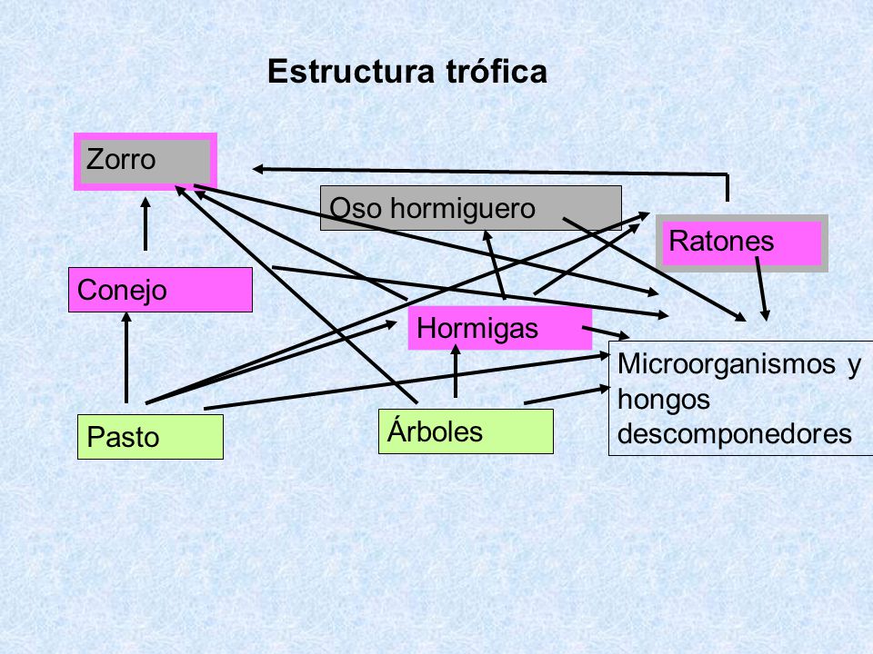 Estructura trófica Zorro Oso hormiguero Ratones Conejo Hormigas