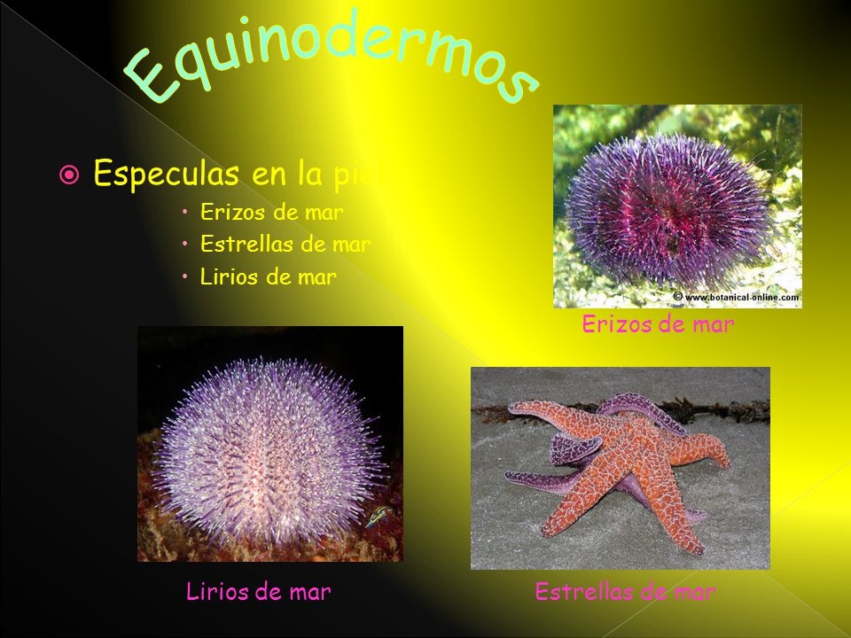 Equinodermos Especulas en la piel Erizos de mar Lirios de mar