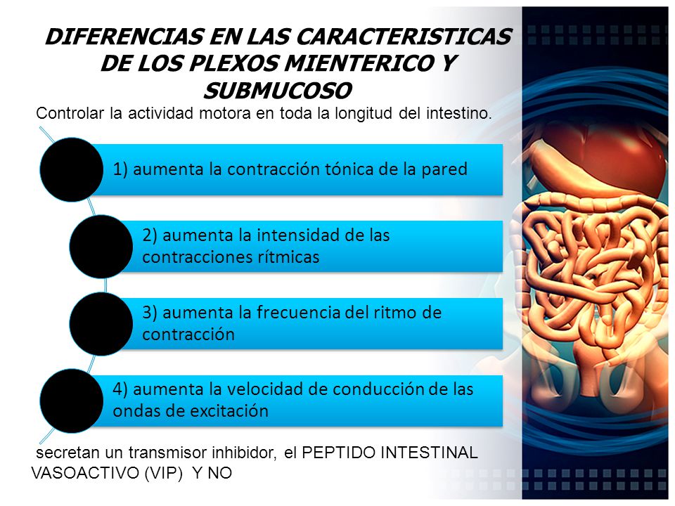 DIFERENCIAS EN LAS CARACTERISTICAS DE LOS PLEXOS MIENTERICO Y SUBMUCOSO