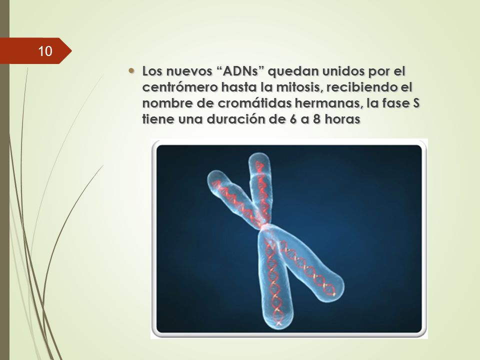 Los nuevos ADNs quedan unidos por el centrómero hasta la mitosis, recibiendo el nombre de cromátidas hermanas, la fase S tiene una duración de 6 a 8 horas