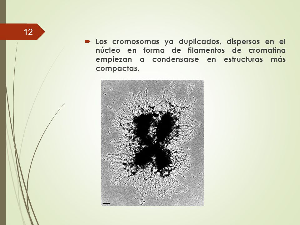 Los cromosomas ya duplicados, dispersos en el núcleo en forma de filamentos de cromatina empiezan a condensarse en estructuras más compactas.