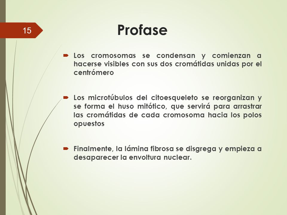 Profase Los cromosomas se condensan y comienzan a hacerse visibles con sus dos cromátidas unidas por el centrómero.