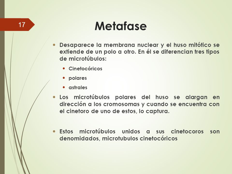 Metafase Desaparece la membrana nuclear y el huso mitótico se extiende de un polo a otro. En él se diferencian tres tipos de microtúbulos: