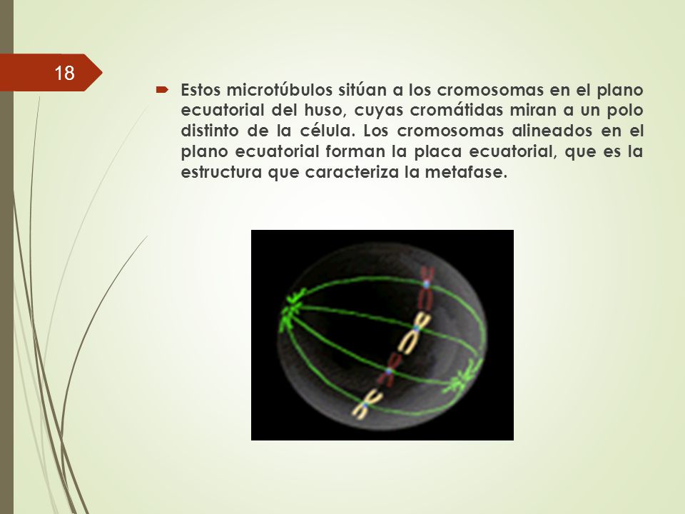 Estos microtúbulos sitúan a los cromosomas en el plano ecuatorial del huso, cuyas cromátidas miran a un polo distinto de la célula.