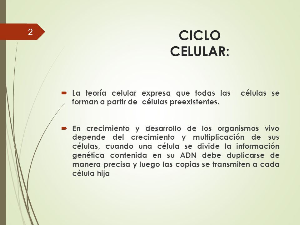 CICLO CELULAR: La teoría celular expresa que todas las células se forman a partir de células preexistentes.