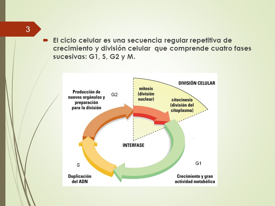 El ciclo celular es una secuencia regular repetitiva de crecimiento y división celular que comprende cuatro fases sucesivas: G1, S, G2 y M.