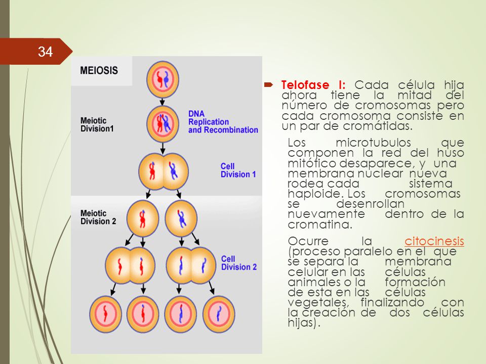 Telofase I: Cada célula hija ahora tiene la mitad del número de cromosomas pero cada cromosoma consiste en un par de cromátidas.