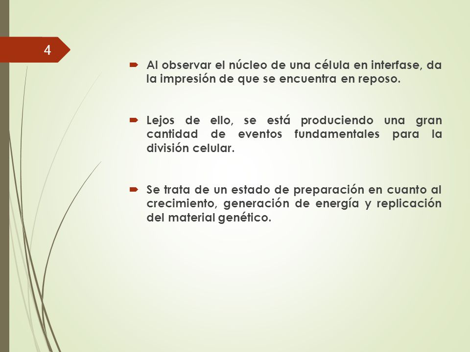Al observar el núcleo de una célula en interfase, da la impresión de que se encuentra en reposo.