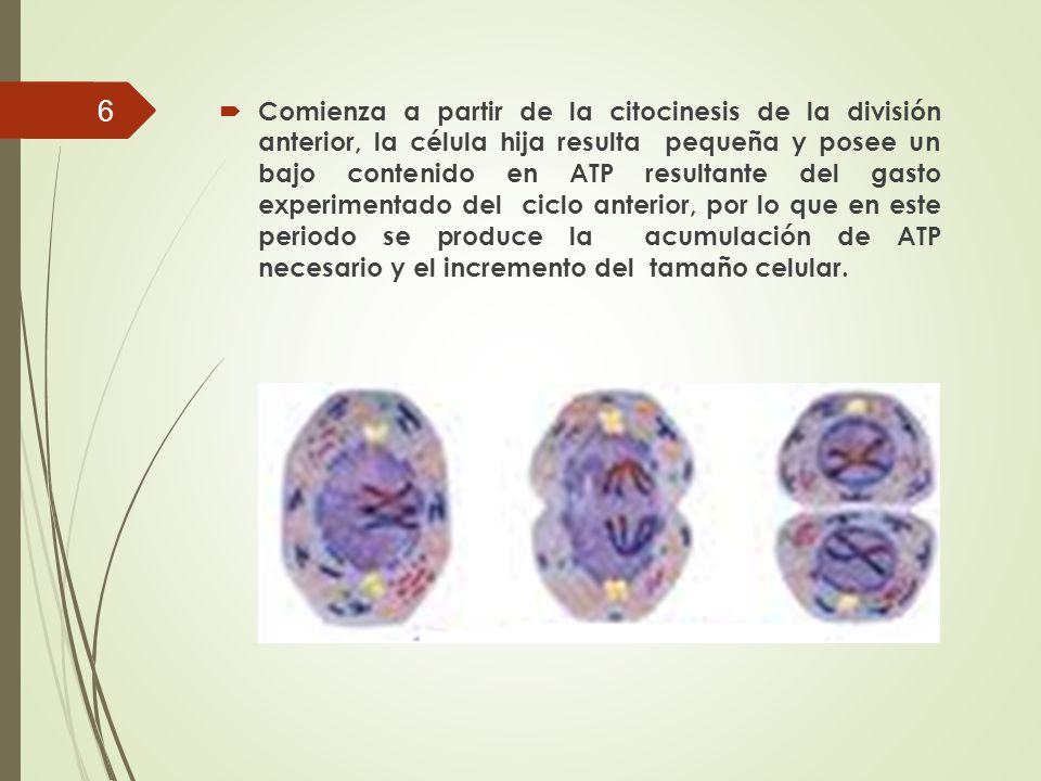 Comienza a partir de la citocinesis de la división anterior, la célula hija resulta pequeña y posee un bajo contenido en ATP resultante del gasto experimentado del ciclo anterior, por lo que en este periodo se produce la acumulación de ATP necesario y el incremento del tamaño celular.