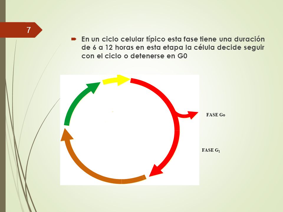 En un ciclo celular típico esta fase tiene una duración de 6 a 12 horas en esta etapa la célula decide seguir con el ciclo o detenerse en G0