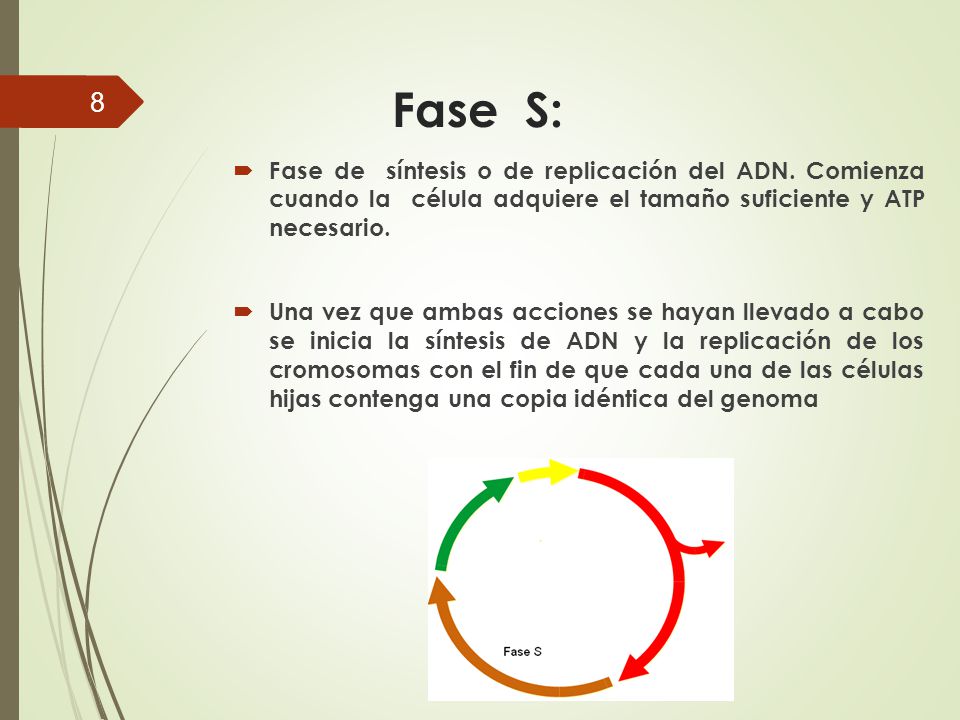 Fase S: Fase de síntesis o de replicación del ADN. Comienza cuando la célula adquiere el tamaño suficiente y ATP necesario.
