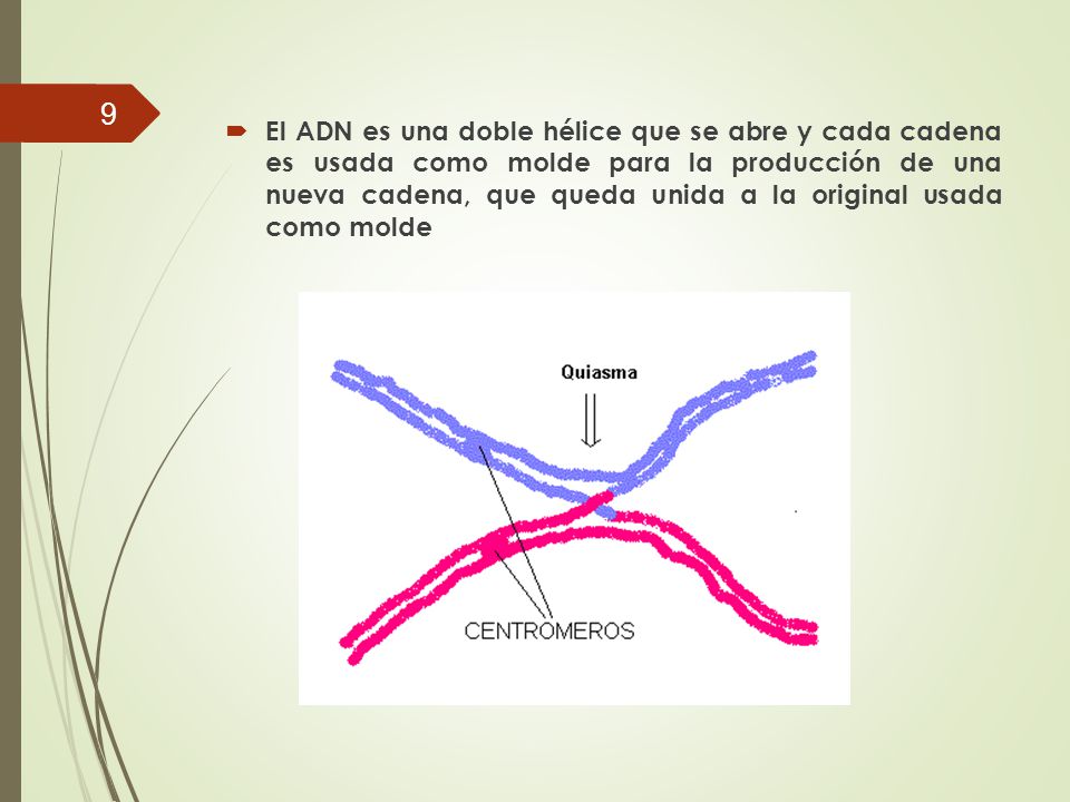 El ADN es una doble hélice que se abre y cada cadena es usada como molde para la producción de una nueva cadena, que queda unida a la original usada como molde