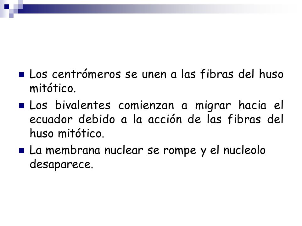 Los centrómeros se unen a las fibras del huso mitótico.