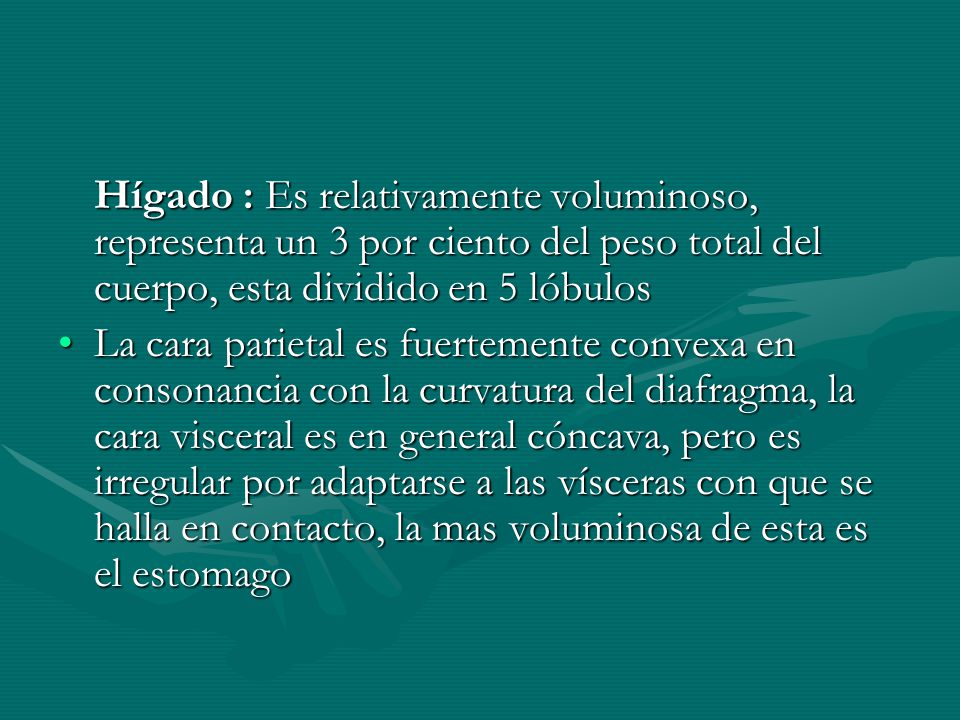 Hígado : Es relativamente voluminoso, representa un 3 por ciento del peso total del cuerpo, esta dividido en 5 lóbulos