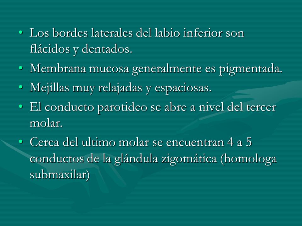 Los bordes laterales del labio inferior son flácidos y dentados.