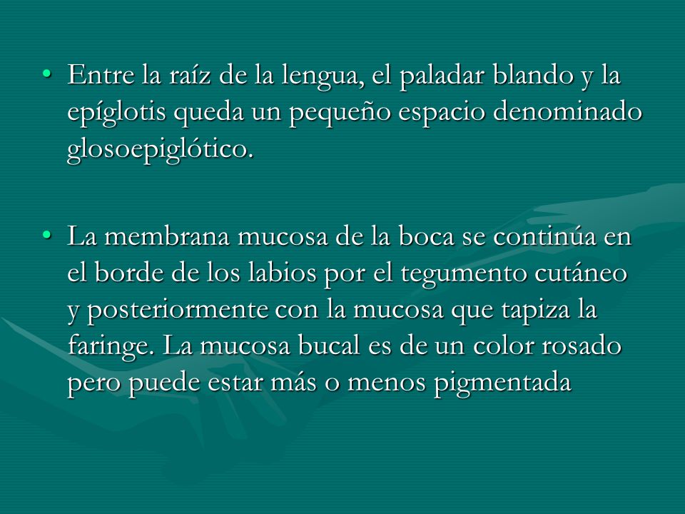 Entre la raíz de la lengua, el paladar blando y la epíglotis queda un pequeño espacio denominado glosoepiglótico.