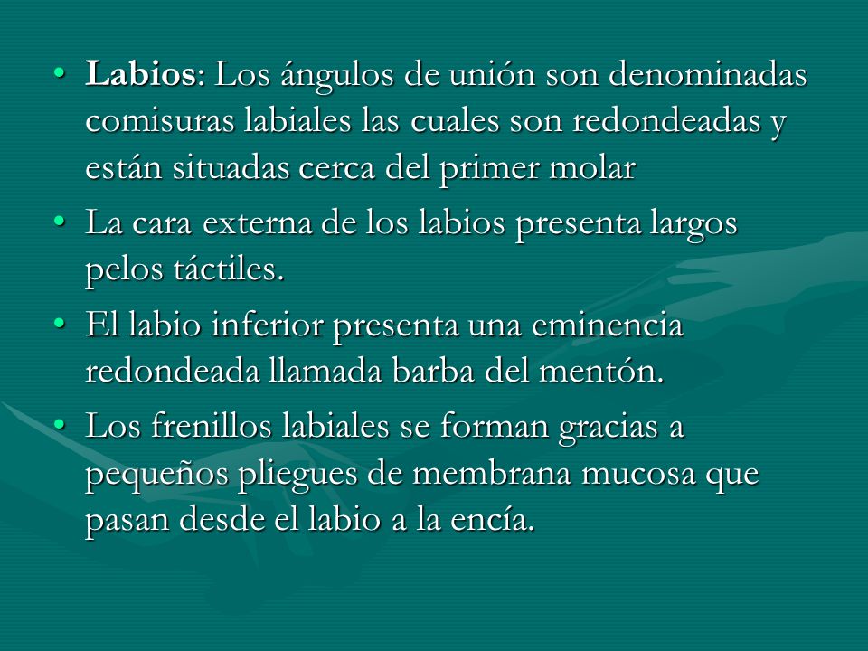 Labios: Los ángulos de unión son denominadas comisuras labiales las cuales son redondeadas y están situadas cerca del primer molar