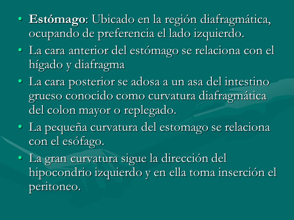 Estómago: Ubicado en la región diafragmática, ocupando de preferencia el lado izquierdo.