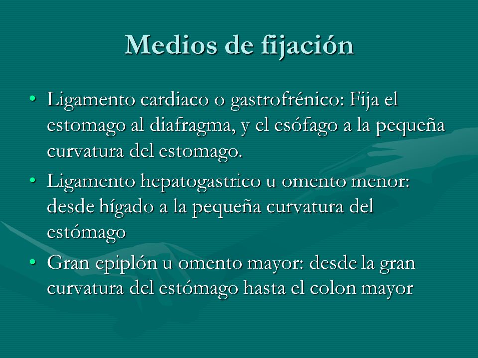 Medios de fijación Ligamento cardiaco o gastrofrénico: Fija el estomago al diafragma, y el esófago a la pequeña curvatura del estomago.