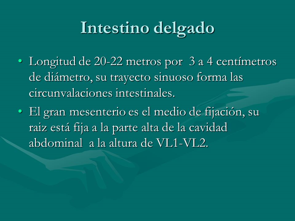 Intestino delgado Longitud de metros por 3 a 4 centímetros de diámetro, su trayecto sinuoso forma las circunvalaciones intestinales.