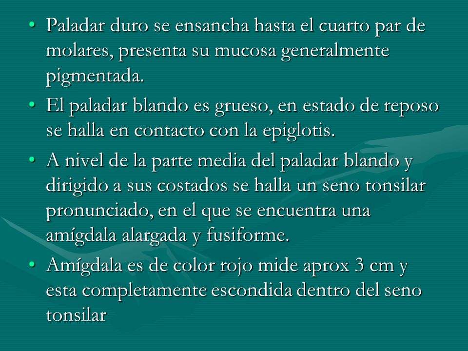 Paladar duro se ensancha hasta el cuarto par de molares, presenta su mucosa generalmente pigmentada.