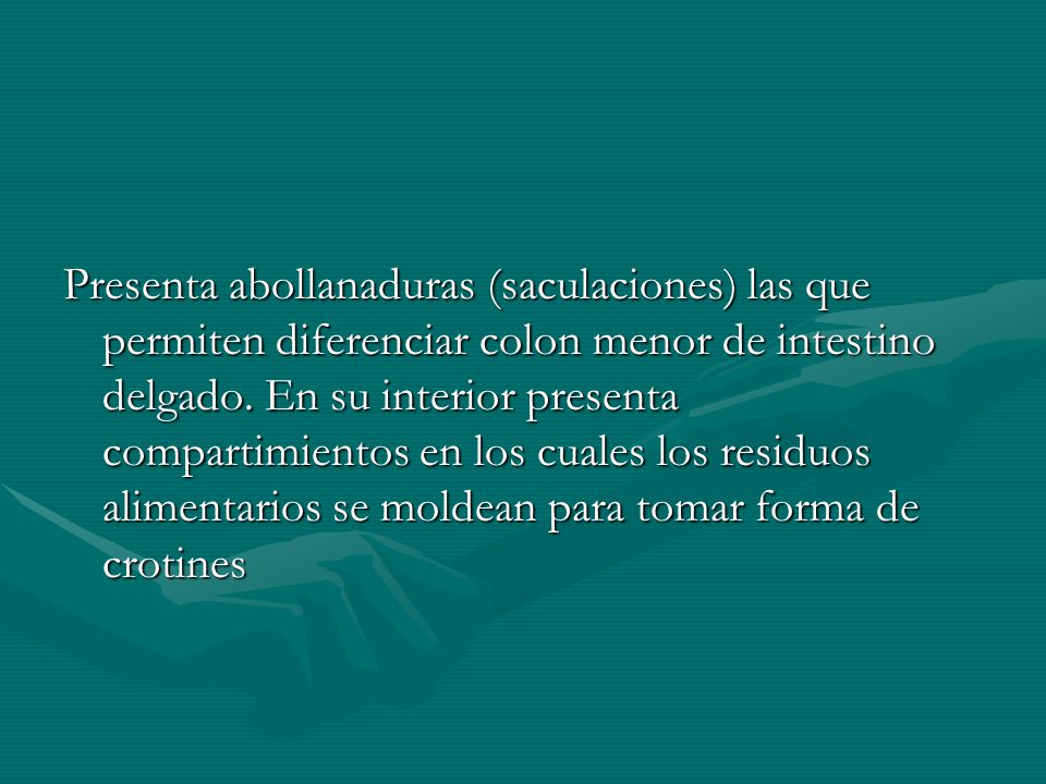 Presenta abollanaduras (saculaciones) las que permiten diferenciar colon menor de intestino delgado.