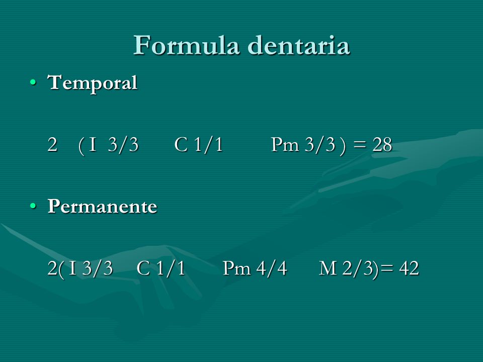 Formula dentaria Temporal 2 ( I 3/3 C 1/1 Pm 3/3 ) = 28 Permanente