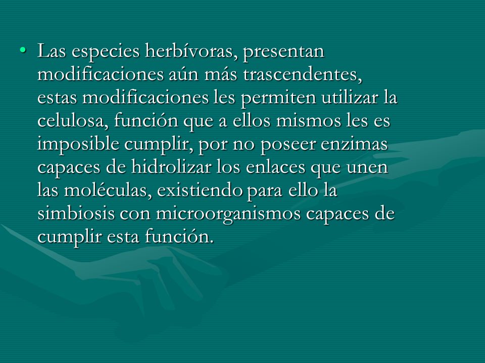Las especies herbívoras, presentan modificaciones aún más trascendentes, estas modificaciones les permiten utilizar la celulosa, función que a ellos mismos les es imposible cumplir, por no poseer enzimas capaces de hidrolizar los enlaces que unen las moléculas, existiendo para ello la simbiosis con microorganismos capaces de cumplir esta función.