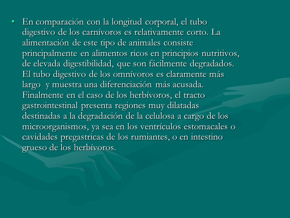 En comparación con la longitud corporal, el tubo digestivo de los carnívoros es relativamente corto.
