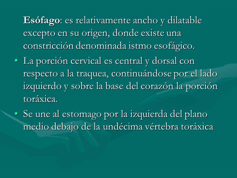 Esófago: es relativamente ancho y dilatable excepto en su origen, donde existe una constricción denominada istmo esofágico.