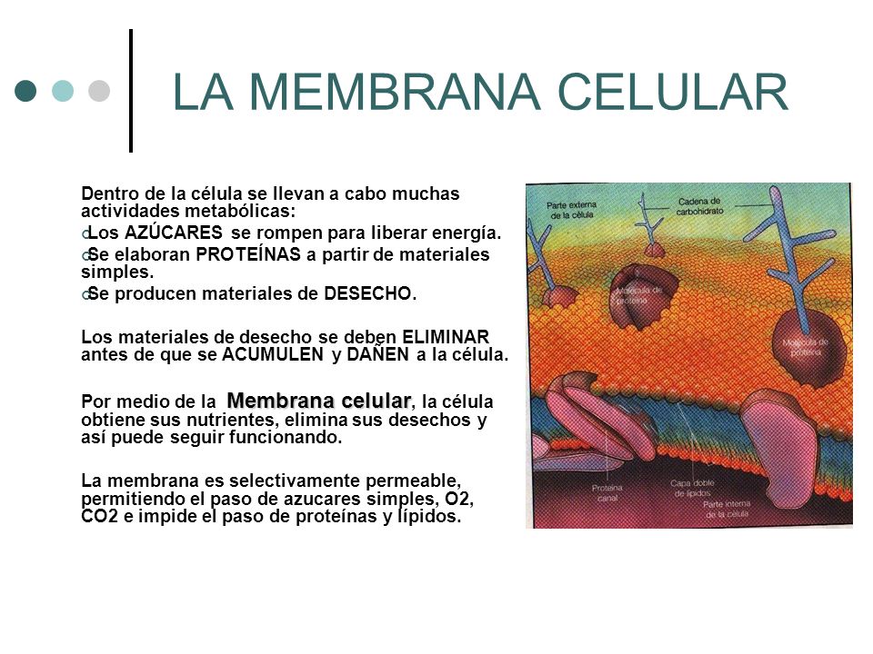 LA MEMBRANA CELULAR Dentro de la célula se llevan a cabo muchas actividades metabólicas: Los AZÚCARES se rompen para liberar energía.