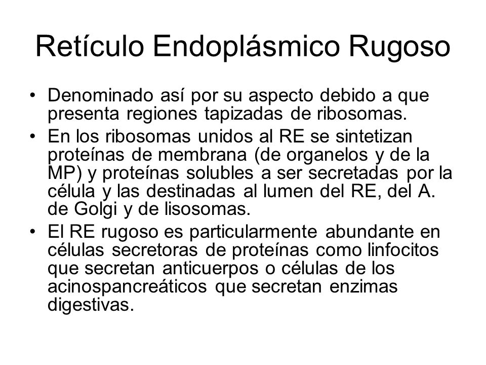 Retículo Endoplásmico Rugoso