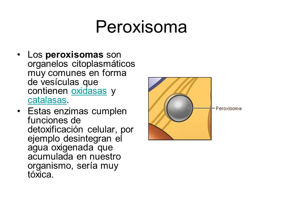 Peroxisoma Los peroxisomas son organelos citoplasmáticos muy comunes en forma de vesículas que contienen oxidasas y catalasas.
