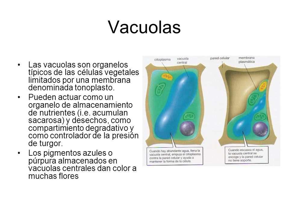 Vacuolas Las vacuolas son organelos típicos de las células vegetales limitados por una membrana denominada tonoplasto.