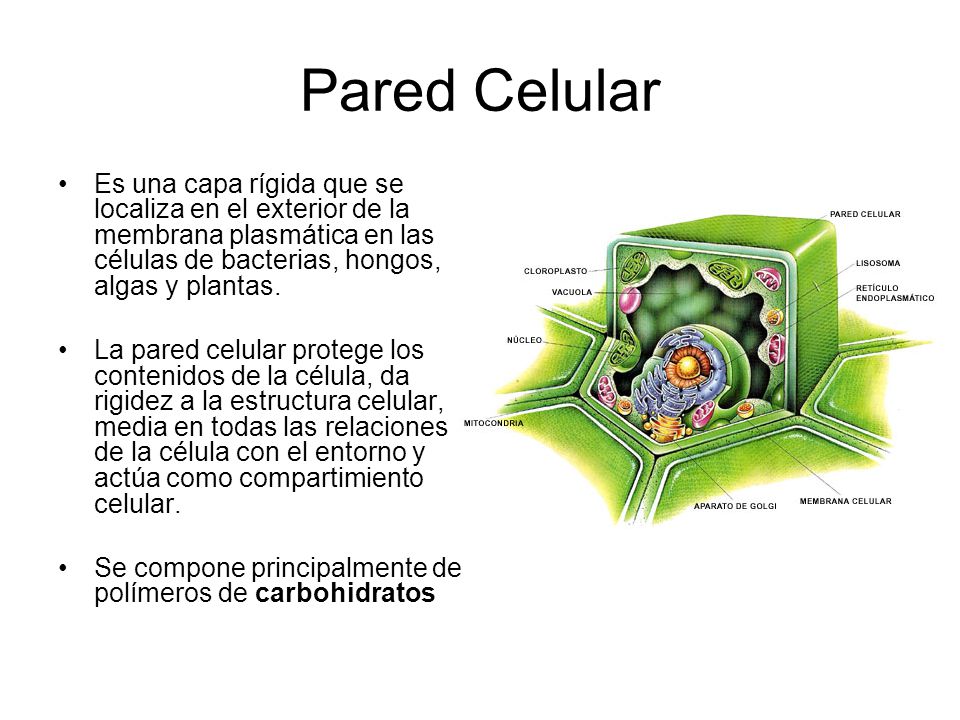 Pared Celular Es una capa rígida que se localiza en el exterior de la membrana plasmática en las células de bacterias, hongos, algas y plantas.