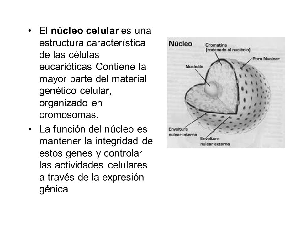El núcleo celular es una estructura característica de las células eucarióticas Contiene la mayor parte del material genético celular, organizado en cromosomas.
