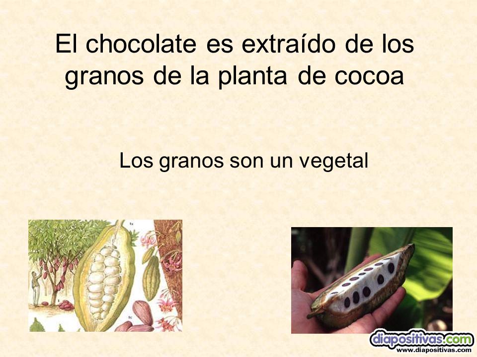 El chocolate es extraído de los granos de la planta de cocoa