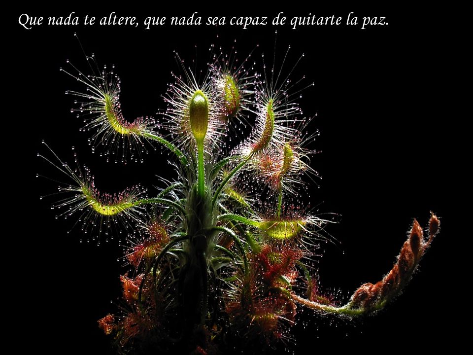 Que nada te altere, que nada sea capaz de quitarte la paz.