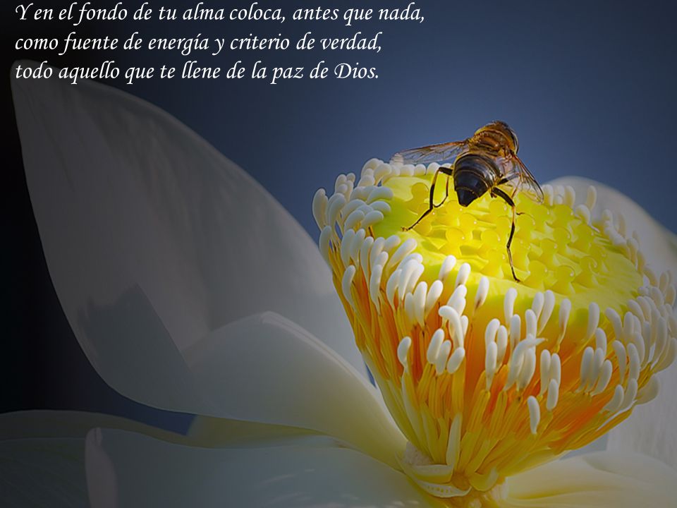Y en el fondo de tu alma coloca, antes que nada,