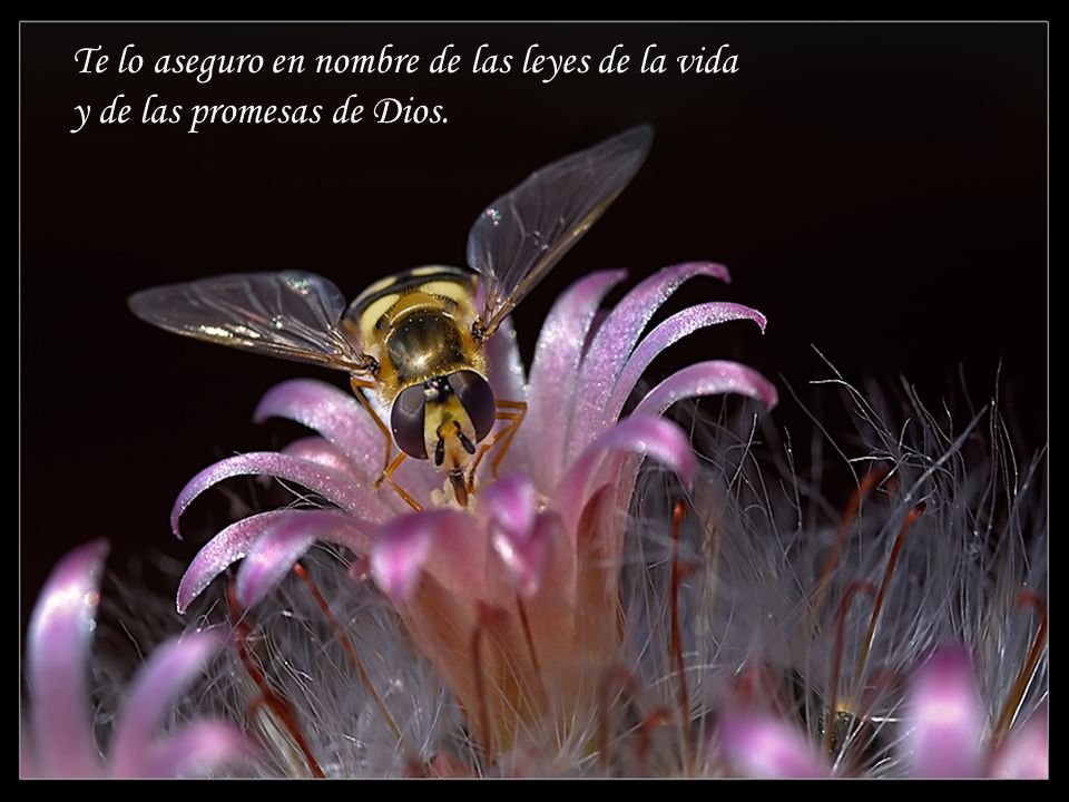 Te lo aseguro en nombre de las leyes de la vida