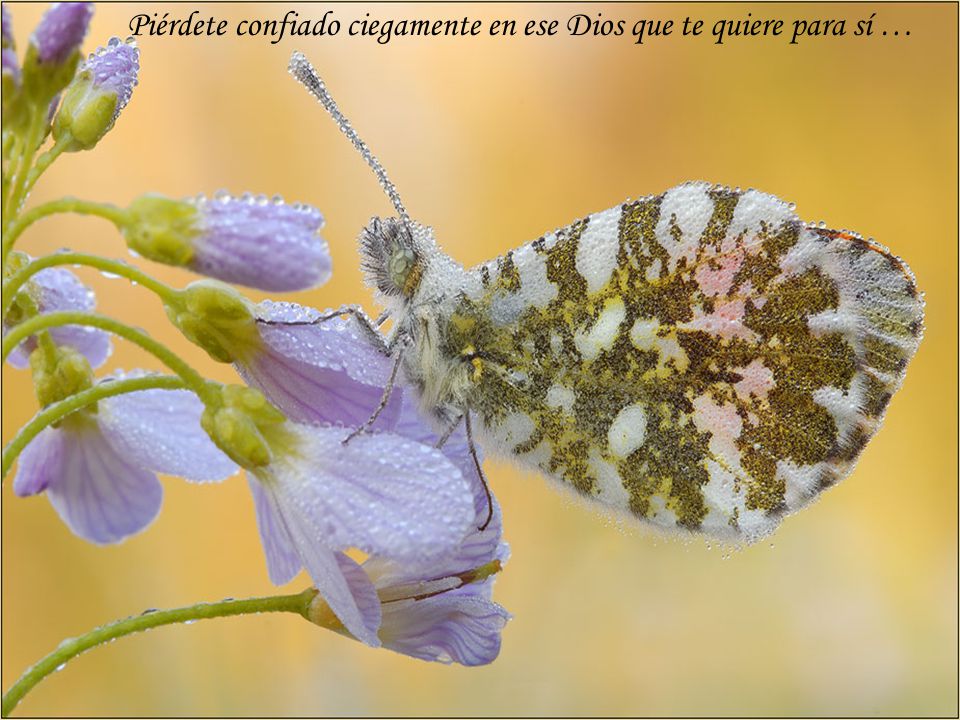 Piérdete confiado ciegamente en ese Dios que te quiere para sí …