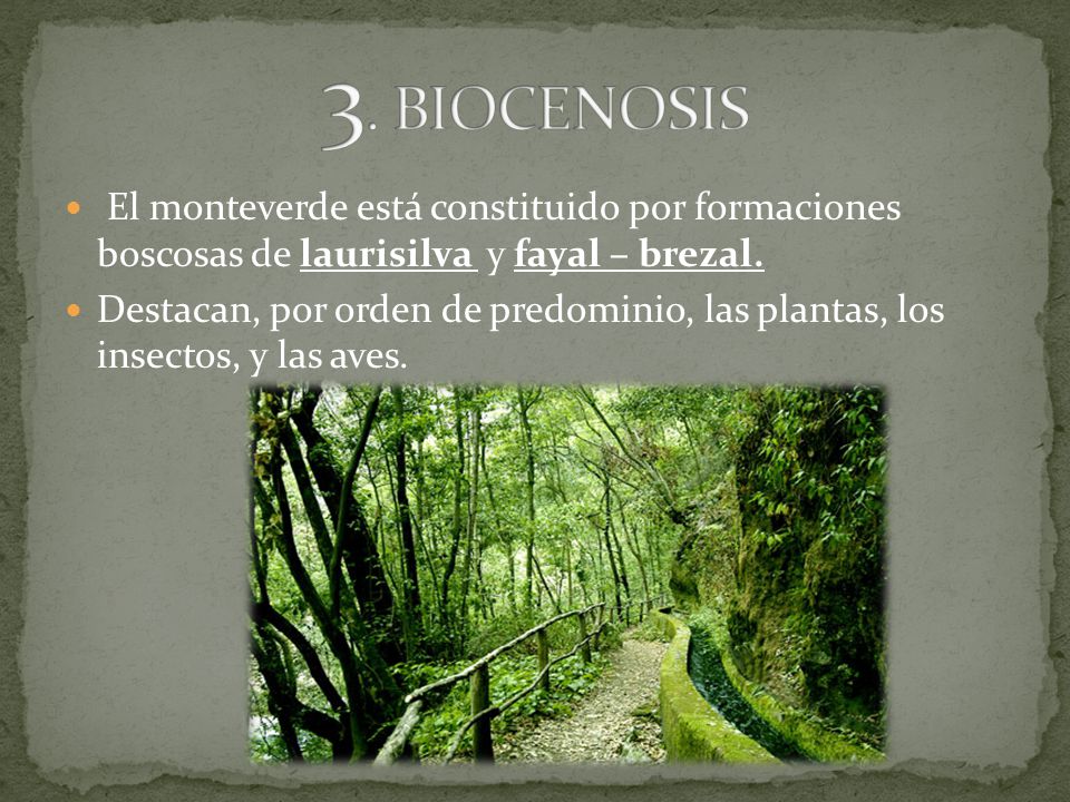 3. BIOCENOSIS El monteverde está constituido por formaciones boscosas de laurisilva y fayal – brezal.