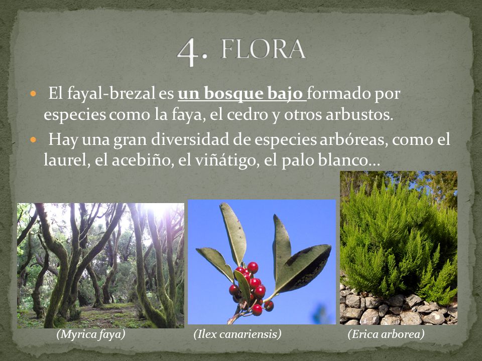 4. FLORA El fayal-brezal es un bosque bajo formado por especies como la faya, el cedro y otros arbustos.