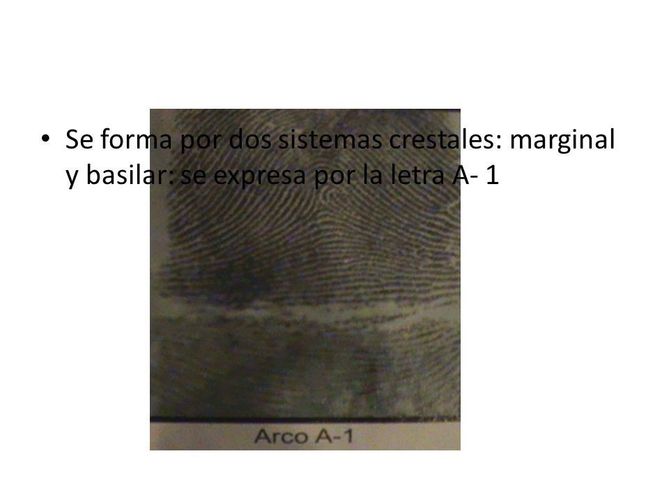 Se forma por dos sistemas crestales: marginal y basilar: se expresa por la letra A- 1