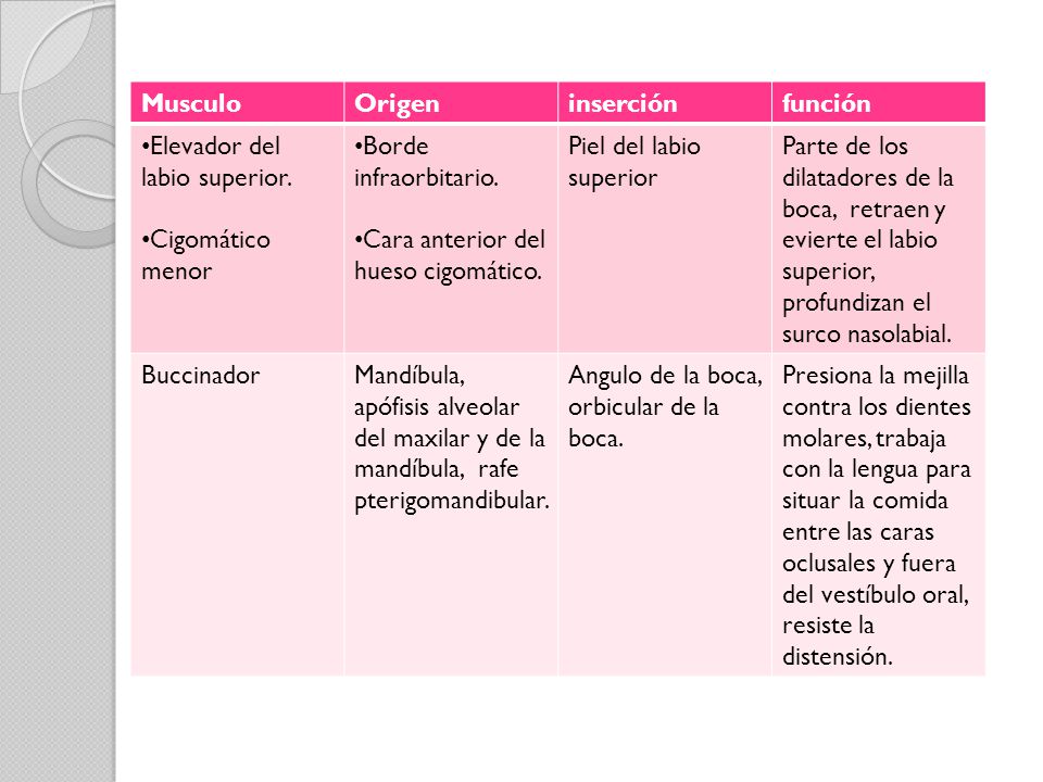 Musculo Origen. inserción. función. Elevador del labio superior. Cigomático menor. Borde infraorbitario.