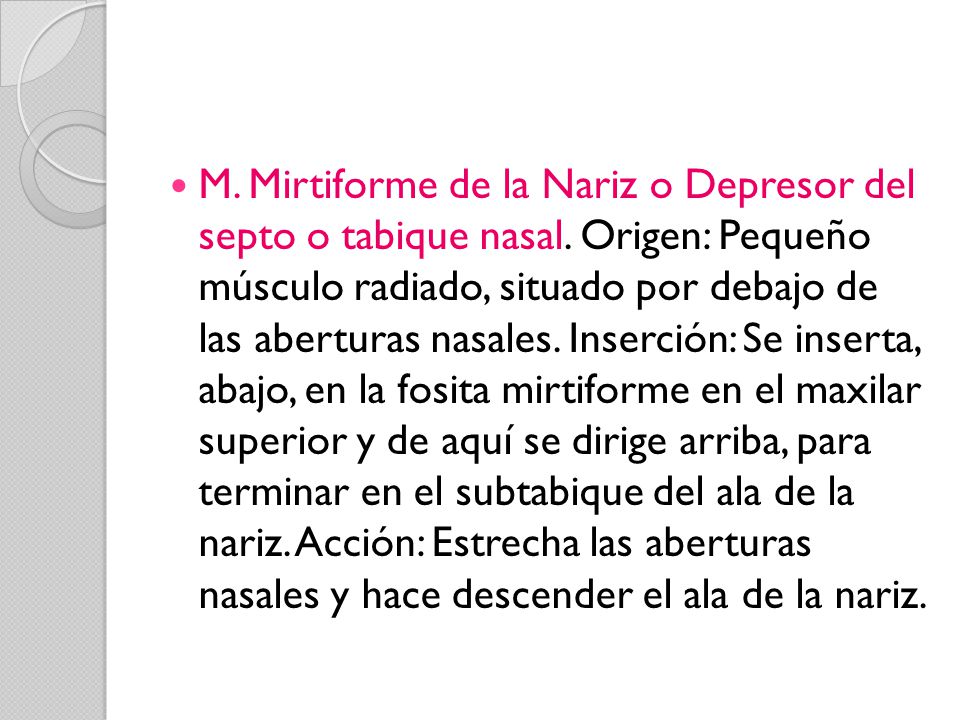 M. Mirtiforme de la Nariz o Depresor del septo o tabique nasal